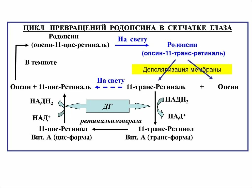 Цикл метаморфозы. Цикл превращения родопсина. зрительный цикл родопсина. родопсин и ретиналь. фотохимические превращения родопсина.