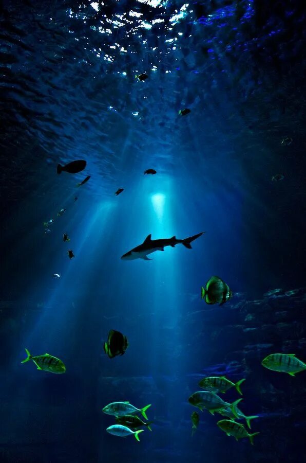 Underwater life. Underwater life. Подводный мир. Underwater life. Океаны.