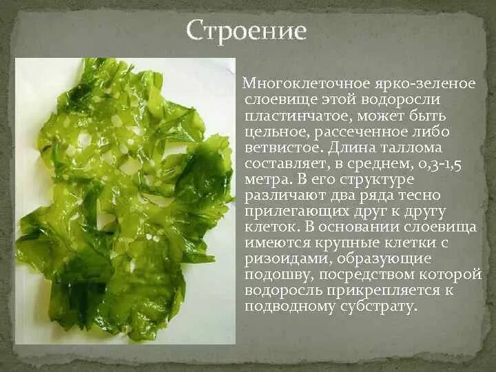 Слоевище зеленых водорослей. Зеленые водоросли Требуксиевые. Пластинчатые водоросли. Гель с водорослями. Слоевище водорослей может быть.