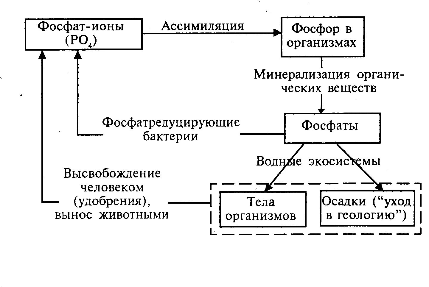Биохимический цикл фосфора схема. Круговорот фосфора в биосфере схема. Круговорот фосфора ( по п. Дювиньо и м. Тангу ). Биогеохимический цикл фосфора схема.