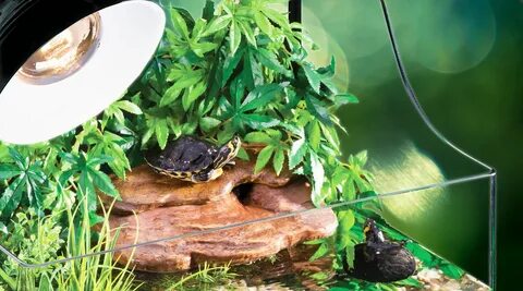 Какие лампы для черепах красноухих