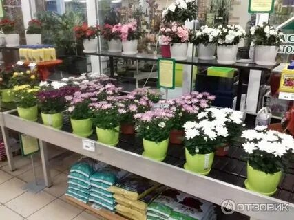 Тюльпаны зеленый остров псков