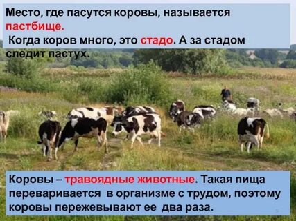 Где коров