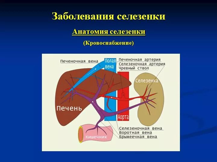 Ниже селезенки. Селезенка анатомия. Селезенка симптомы заболевания. Строение селезенки анатомия. Ворота селезенки.