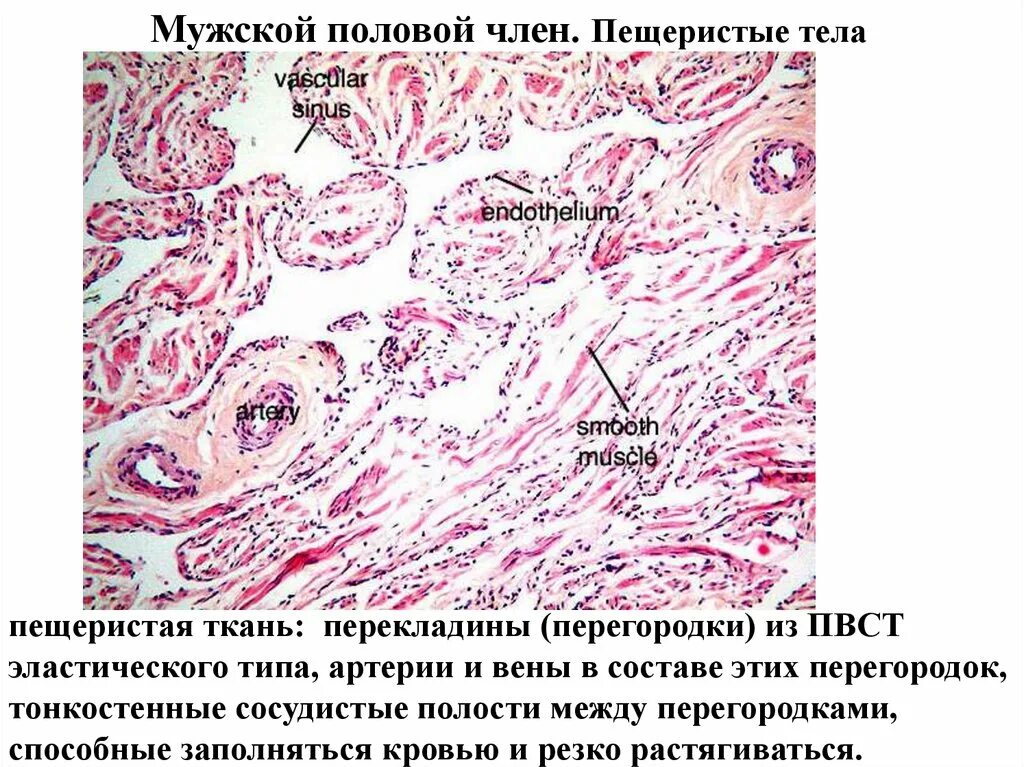 Препарат мужской половой. Пещеристое тело гистология.