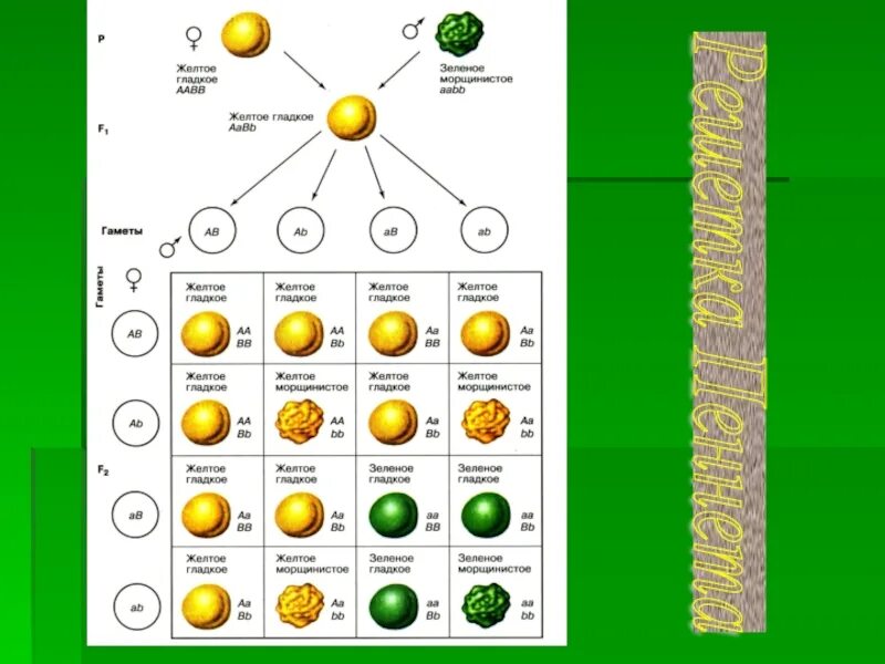 Aabb aabb полное доминирование