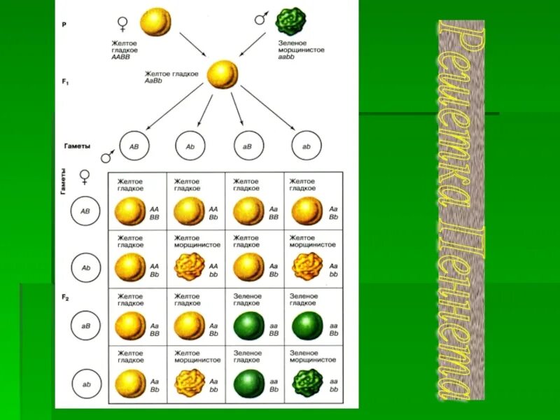 Дигибридное скрещивание решетка. Закон Менделя решетка Пеннета. Мендель решетка Пеннета. Решетка Пеннета дигибридное скрещивание. Решётка Пеннета для дигибридного.