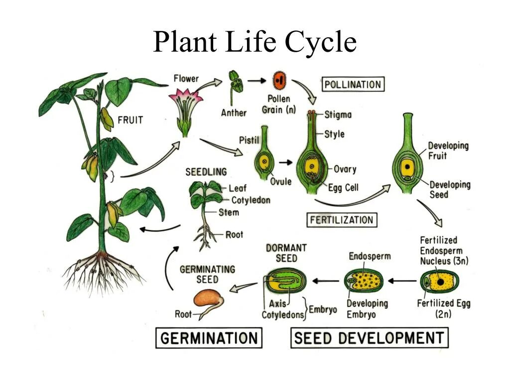 How many plants. Plant Life Cycle. Flower Life Cycle. Циклы растений. Цикл растения гороха.