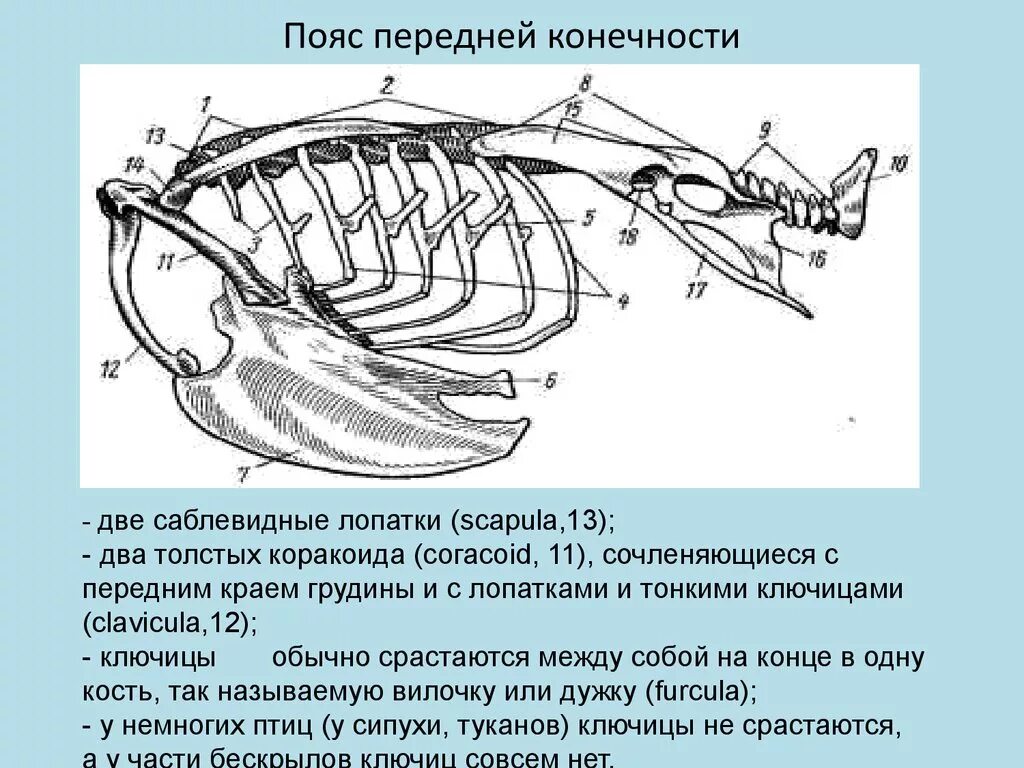 Грудина и пояс передних конечностей птиц. Строение грудины и ребер у птиц. Особенности строения грудной клетки у птиц. Киль грудной кости курицы. Вырост грудины киль