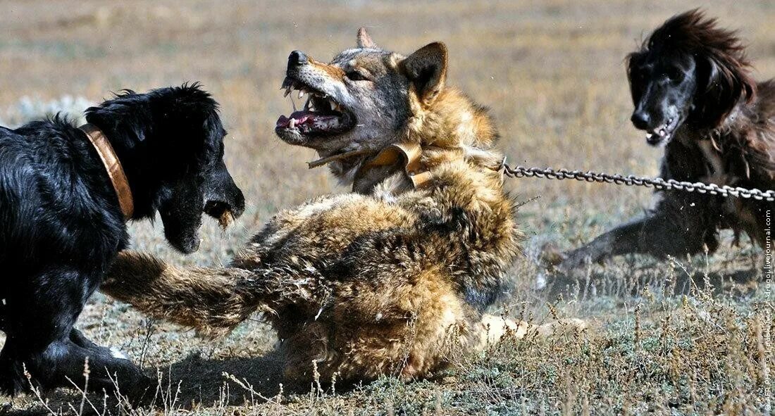 Травля животных. Травля животных
