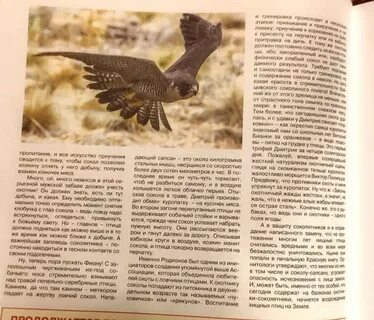 Фион орел форум