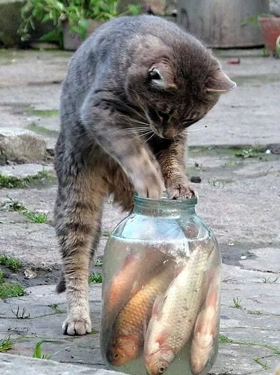 опа коты. опа коты. дабл хоба кот. опа коты. опа кот.