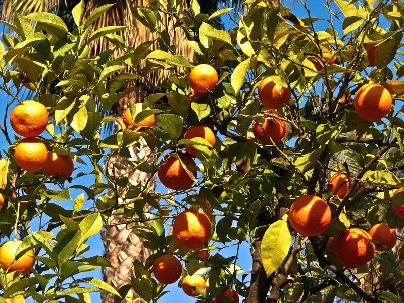 страна апельсиновой рощи. абхазия мандариновая роща. мандариновые деревья в марокко. померанец дерево. апельсиновая роща в кемере.