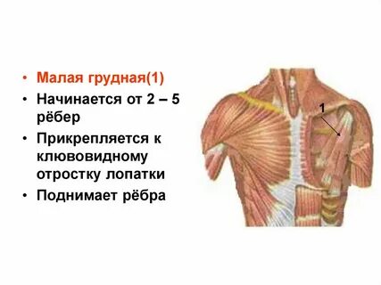 Малая грудная