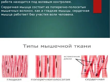 Упругая ткань мышцы