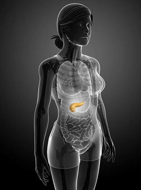 Abdominal Organs, Vintage Illustration Stock Vector - Illustration of engraving,