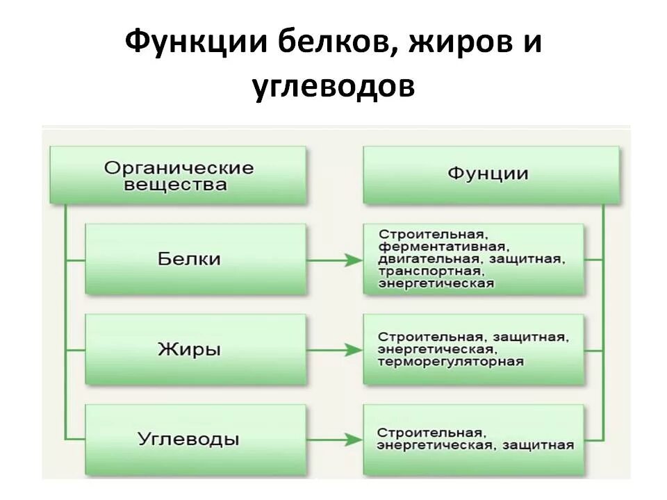 Охарактеризуйте роль жиров в организме животных приведите. Белки жиры углеводы функции. Функции белков жиров и углеводов таблица. Функции белков жиров и углеводов в организме человека. Какую функцию выполняют белки жиры и углеводы в организме человека.