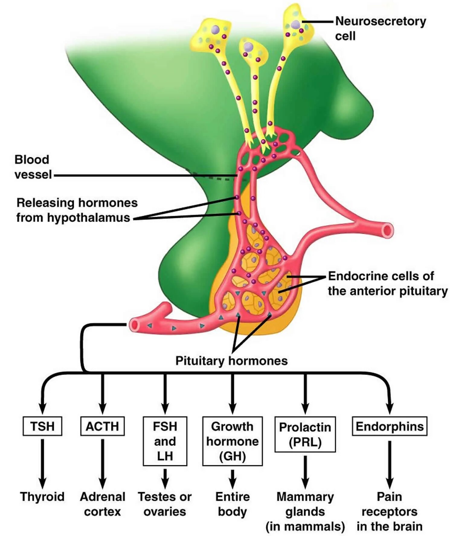 Pituitary Gland Hormones. ТТГ Thyroid stimulating Hormone. Hormones of anterior pituitary. Hormones of hypophysis. Тиреотропный гормон гипофиза