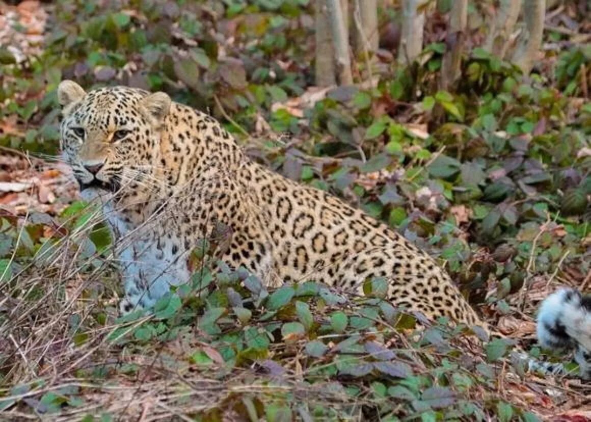 Животные сочи. Переднеазиатский леопард. Переднеазиатский леопард (кавказский Барс). Переднеазиатский леопард в Краснодарском крае. Переднеазиатский леопард ареал.