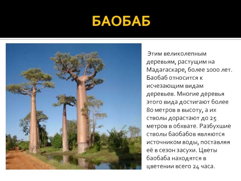 Воспользуйтесь текстом живет на свете баобаб. Баобаб дерево описание. Баобаб сообщение. Баобаб фото и описание. Краткая информация о баобабе.