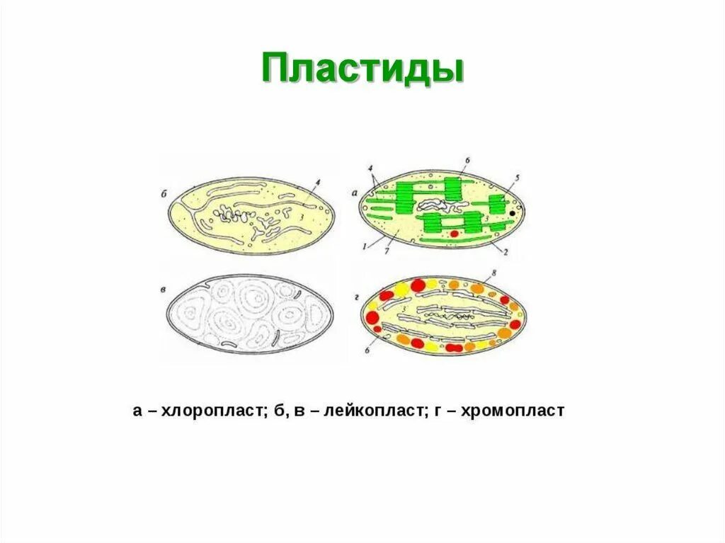 Красные хлоропласты. Схема пластиды хлоропласты лейкопласты хромопласты. Пластиды хлоропласты строение рисунок. Лейкопласты в растительной клетке. Хлоропласты хромопласты лейкопласты.