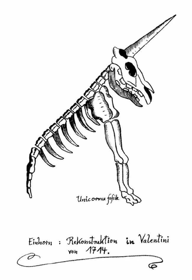 Скелет единорога. Скелет единорога в музее. Средневековый Единорог скелет. Скелет единорога нашли.