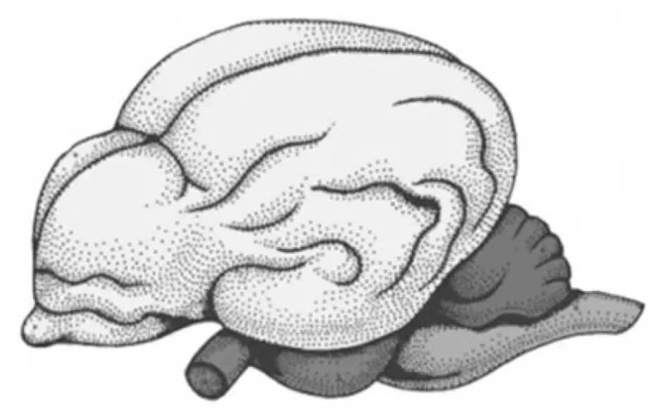 Головной мозг млекопитающих характеризуется. Головной мозг млекопитающих. Эволюция головного мозга млекопитающих. Строение мозга животных. Головной мозг млекопитающего рисунок.
