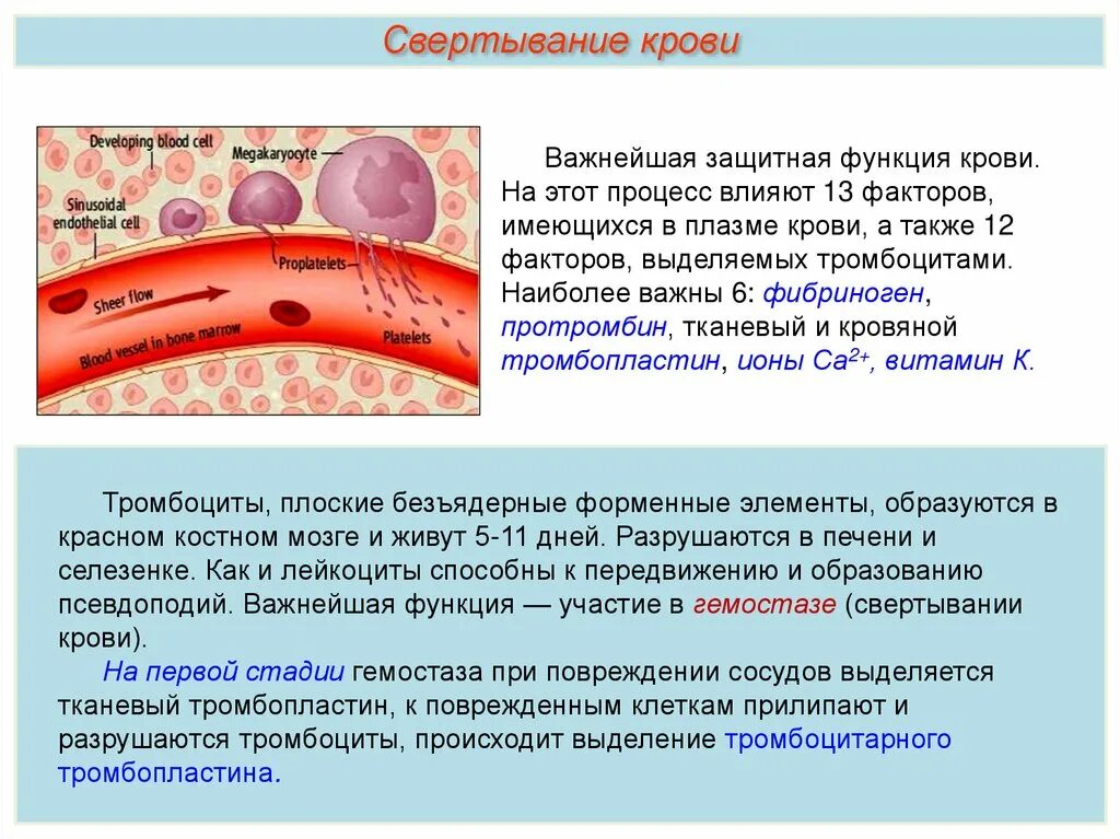 Функция свертывания крови выполняют. Функции крови. Роль эндотелия кровеносных сосудов в свертывании крови. Защитная функция крови и лимфы. Заключение защитная функция крови.