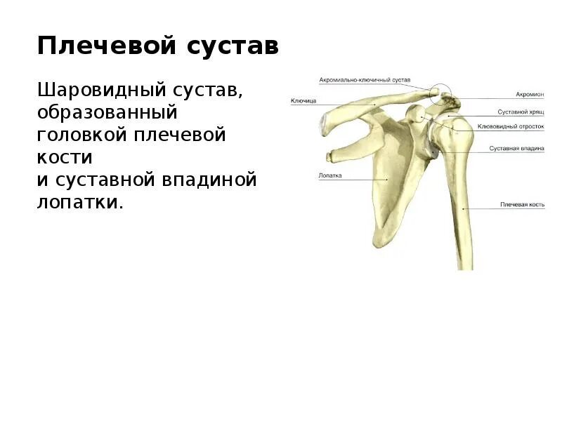 Какой сустав в плече. Плечевой сустав кости образующие сустав. плечевой сустав строение костей образующих сустав. строение лопаточно плечевого сустава. строение лопатки и плечевого сустава.