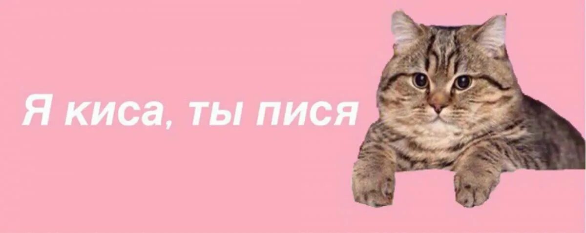 С днем рождения кису алису. Киса алиса картинки. Включи не киса. Мэджик фэмили киса алиса. Люблю тебя киса моя.