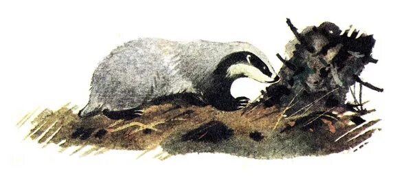 Маршак барсучий нос. Паустовский "барсучий нос". Паустовский "барсучий нос". Барсучий нос урок 3 класс. Барсучий нос.