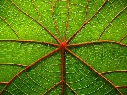 Natural forms