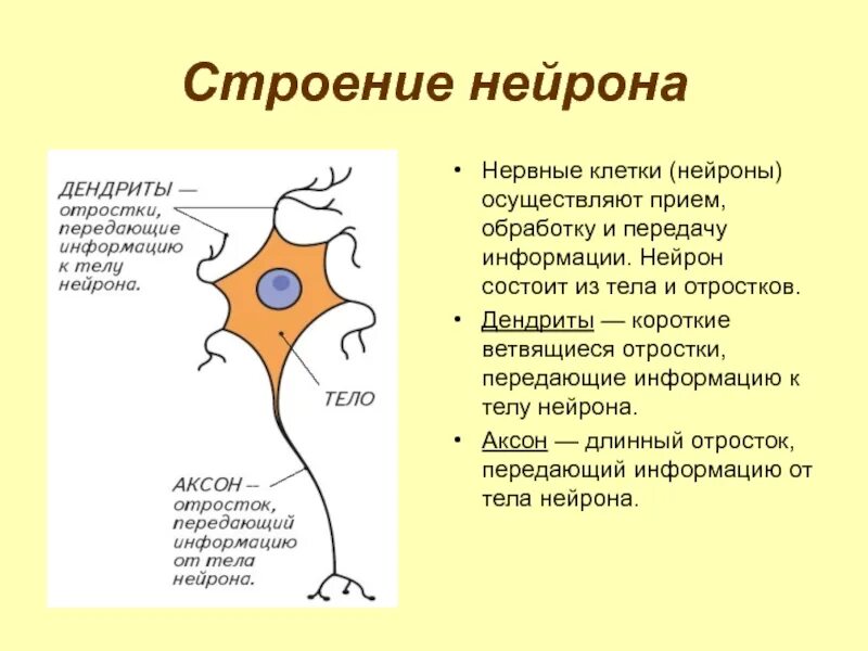 Короткие ветвящиеся отростки нервных клеток. Нейрон строение и функции. Схема строения нейрона. Строение нейрона рисунок. Нервная система строение нейрона.