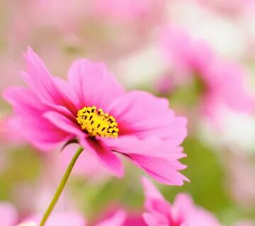 Pretty flower