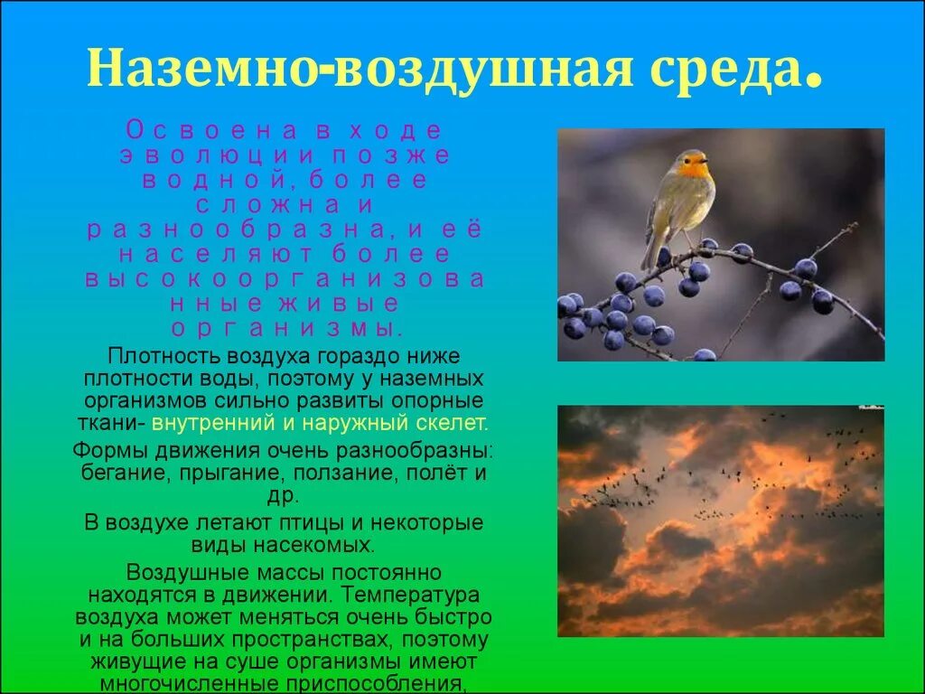 Доклад по биологии на тему среды обитания. Доклад про наземно воздушную среду. Наземно воздушная среда обитания доклад. Сообщение о наземно воздушной среде обитания. Воздушная среда доклад.