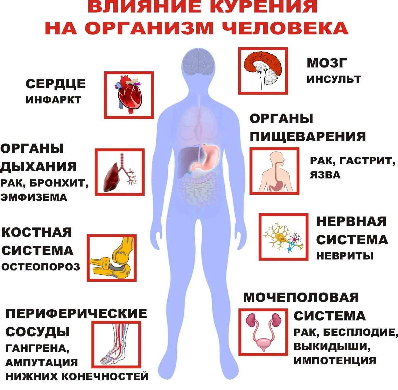 Влияние сигарет на организм человека. Влияние курения табака на организм человека. Как курение влияет на организм. Влияние табакокурения на организм человека.