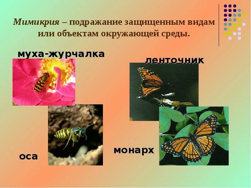 Бабочка ленточник Мимикрия. Мимикрия это в биологии. Мимикрия подражание. Подражающая окраска.