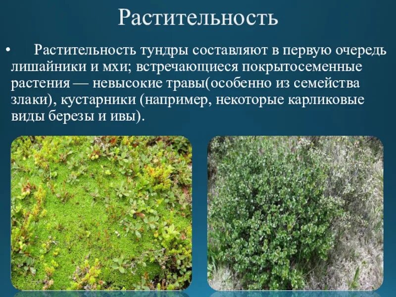 В тундре господствуют. Растения тундры ягель. Сфагнум Тундровый. Мхи и лишайники тундры. Тундра Мохово-лишайниковая растительность.