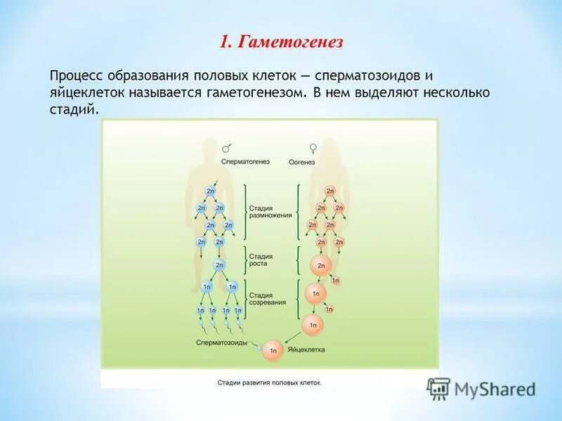 Гаметогенез тест 10