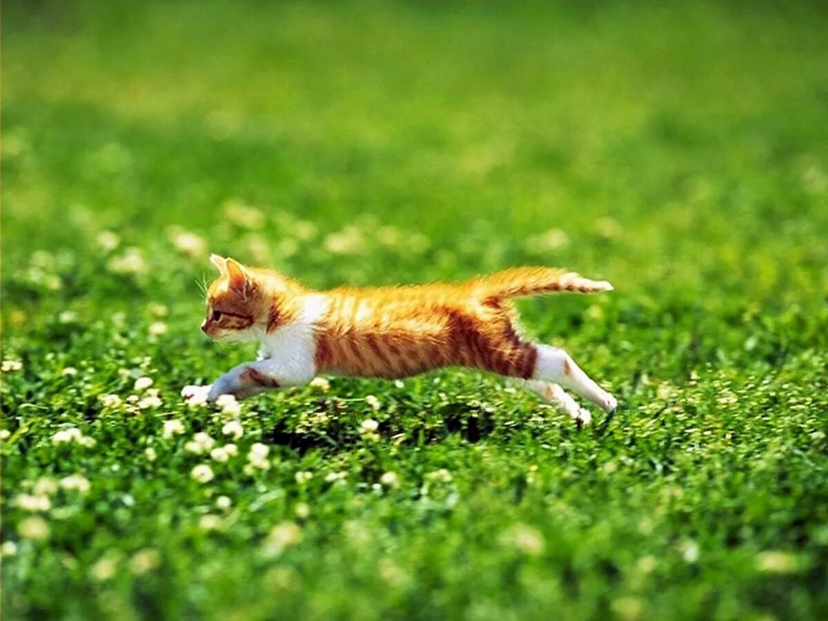 Кот бежит. Рыжий кот бежит. Рыжий кот убегает. Рыжий котенок прыгает.