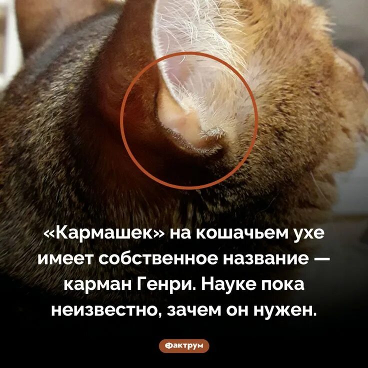 Зачем кошкам уши. Уши кота. Кармашек у котят на ухе. Зачем кошкам уши. Покраснение в ухе у кошки.