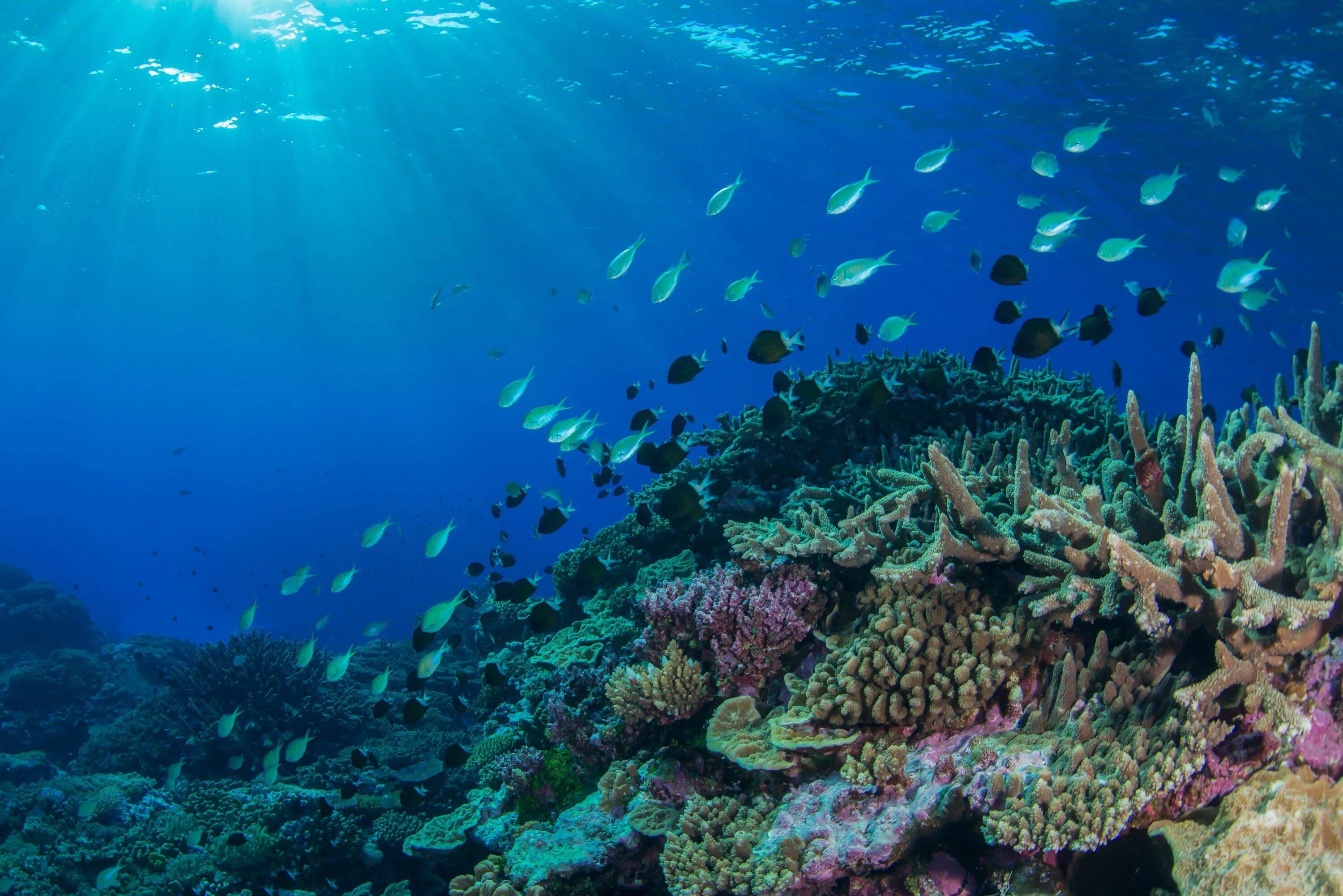 Coral more. Большой Барьерный риф Австралия подводный мир. Морской парк Кайо-Пьедрас. Большой Барьерный риф в коралловом море. Морской парк большого барьерного рифа.