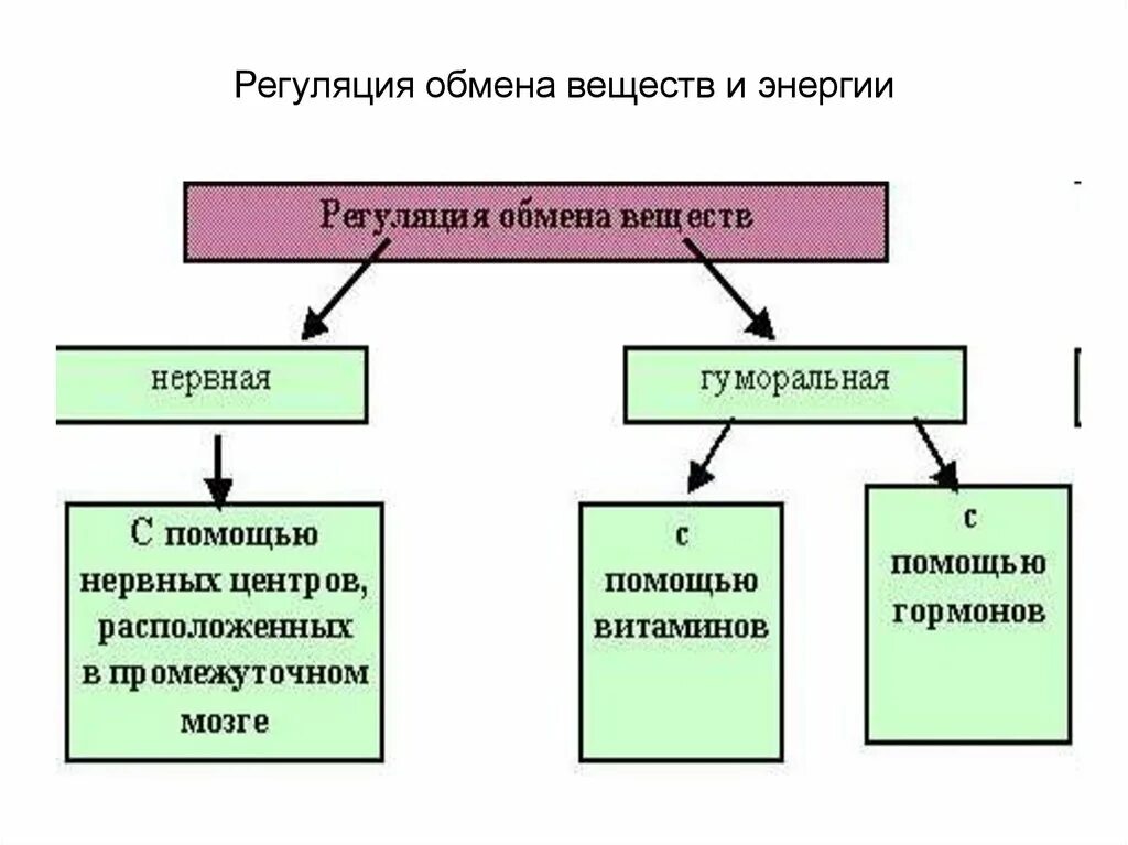 Основные функции обмена веществ. Общая схема обмена веществ в организме. Регуляция обмена энергии физиология. Как регулируются процессы обмена веществ. Метаболизм основных веществ в организме таблица.