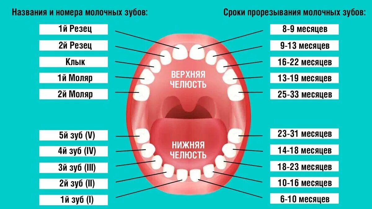 В 2 года могут лезть зубы. Коренные зубы порядок прорезывания. зубы у детей порядок прорезывания и возраст молочные зубы. зубы у детей сроки прорезывания коренных. зубы по возрасту у детей порядок прорезывания.