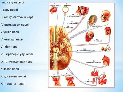 Әуесқойлық порно видео Украина