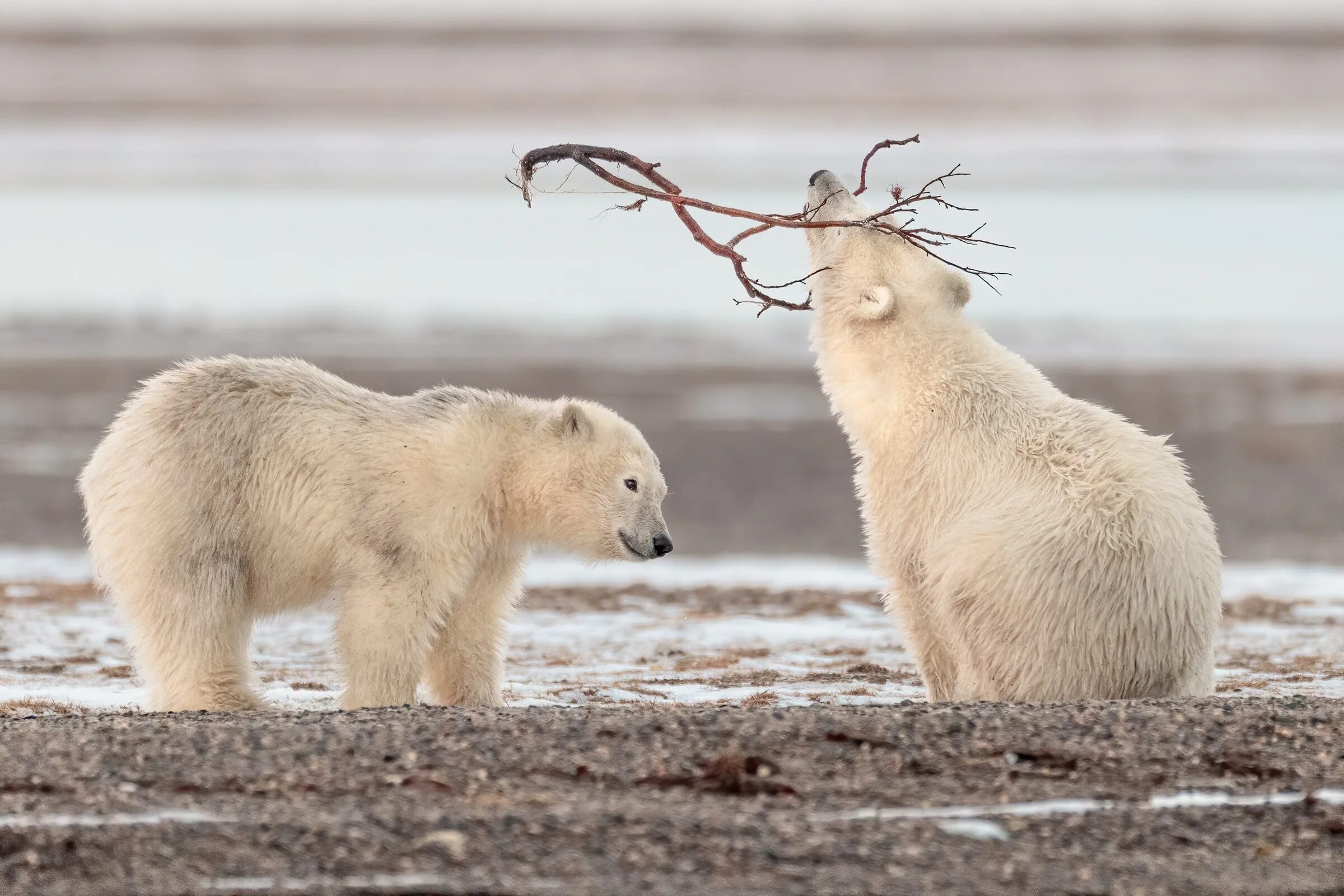 Хвостик медведя. Bear tails. Хвост у медведя медвежий. Хвост медведя. Bear tails.