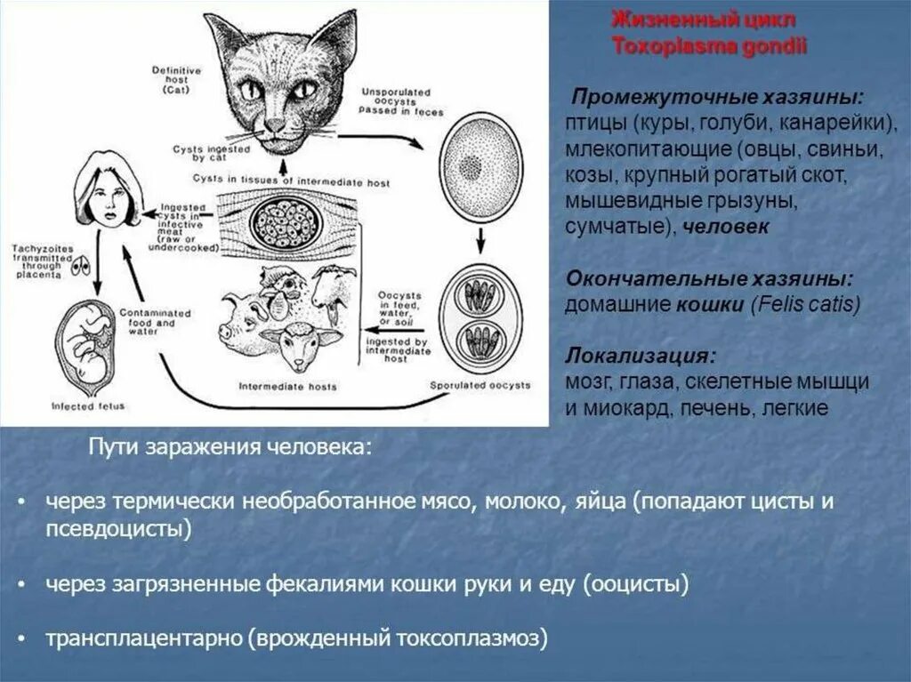 Стадии жизненного цикла цисты