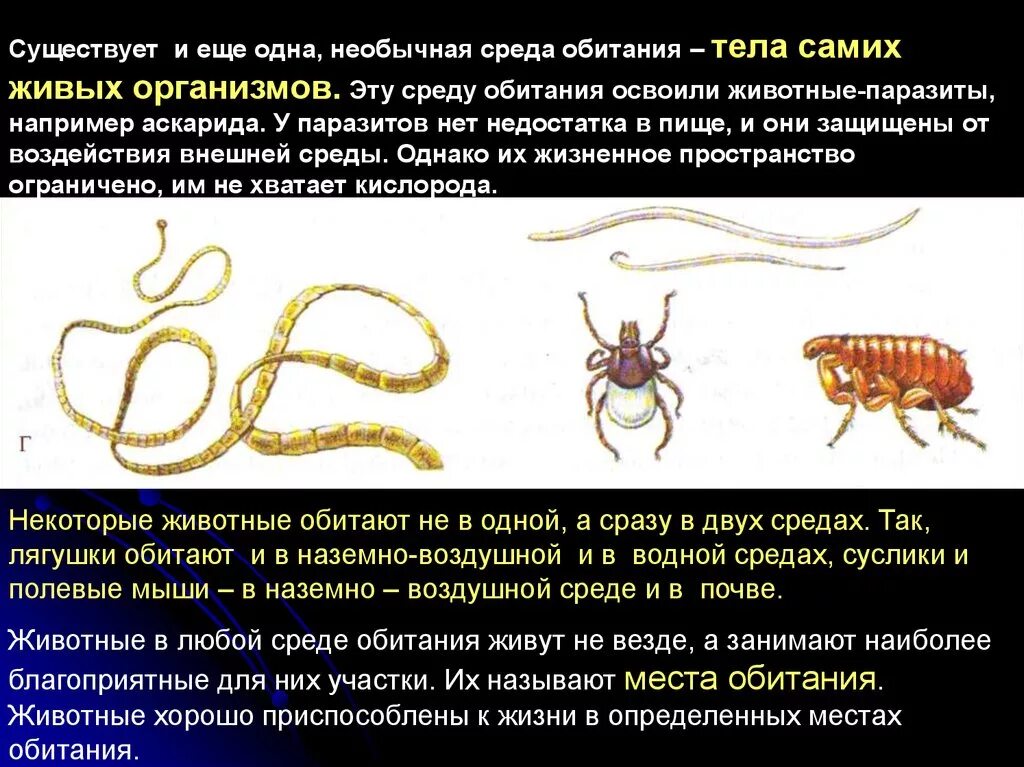 Особенности приспособленности организмов к организменной среде обитания. Паразиты живых организмов. Среда обитания паразитов. Паразиты примеры живых организмов.