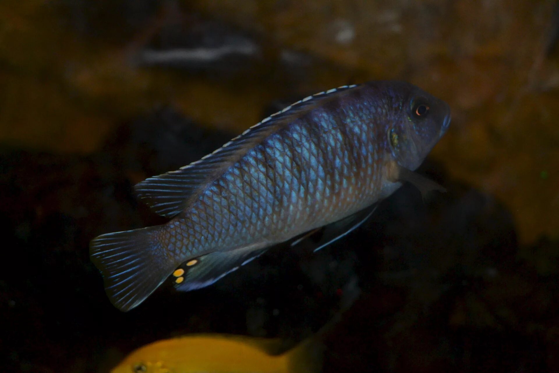 рыбка серый. арапайма аквариумная рыбка. рыбка серый. серые аквариумные рыбки. гаитянская цихлазома.