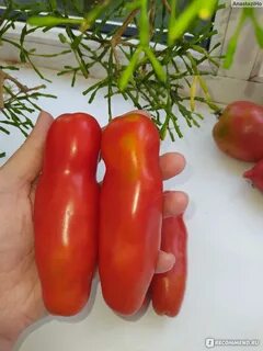 Томат перцевидный фото